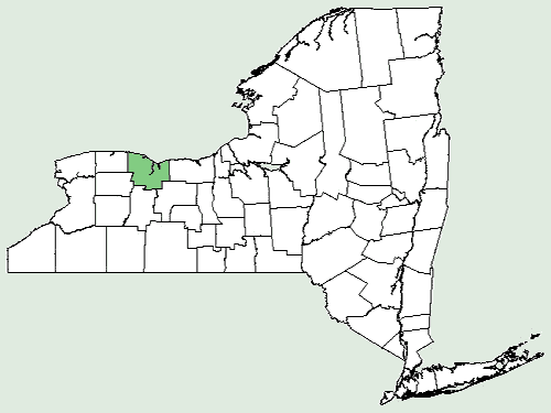 File:Chaenactis stevioides NY-dist-map.png