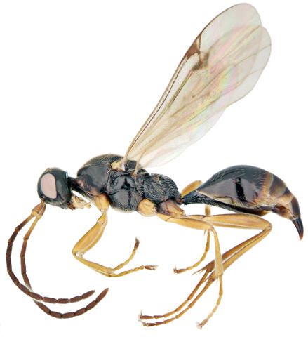 File:Codrus picicornis.jpg