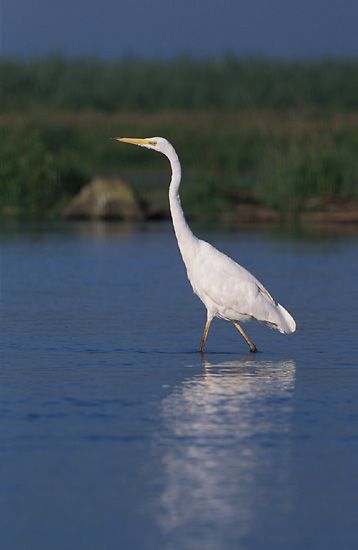 File:Egretta alba 2 (Marek Szczepanek).jpg