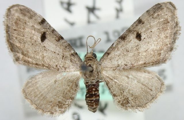 File:Eupithecia interpunctaria.JPG