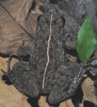 File:Fejervarya nepalensis, Samdrup Jongkhar, Bhutan.jpg