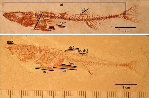 File:Gasterosteus doryssus morphs.jpg