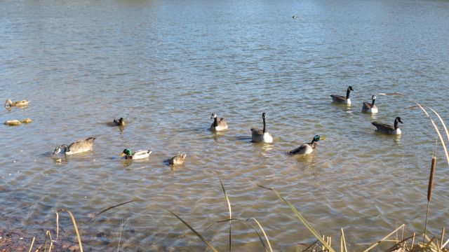 File:Geese and Mallard in Sheridan Park Pond.jpg