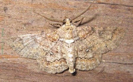 File:Geometridae-Cleora acaciaria-male-10.jpg