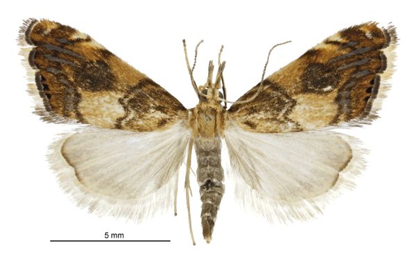 File:Glaucocharis leucoxantha female3.jpg