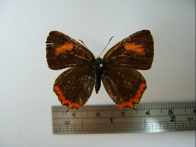 File:Heliophorus ila matsumurae02.JPG