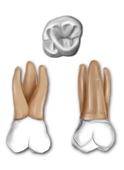 File:Maxillary first molar.jpg