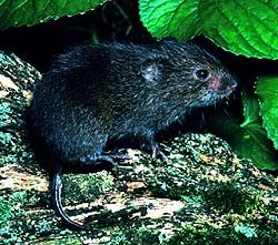 File:Meadvole.jpg