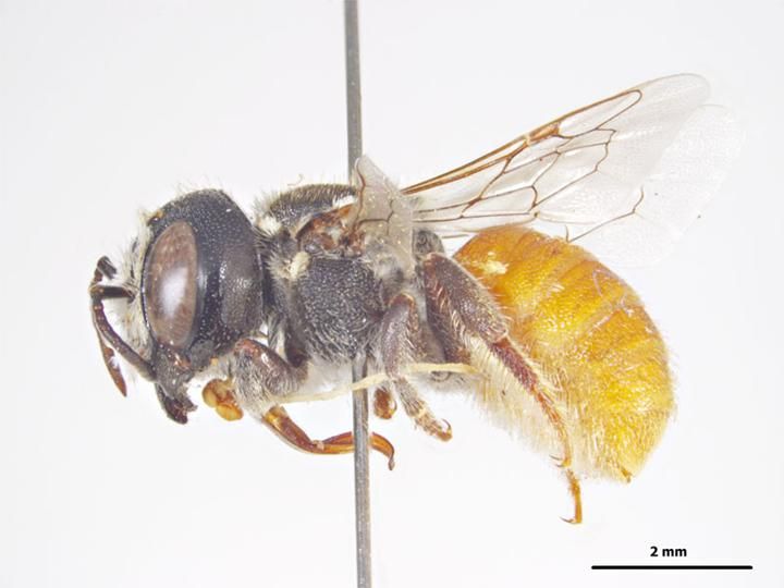 File:Megachile micrerythrura f.jpg