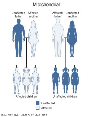 File:Mitochondrial.jpg