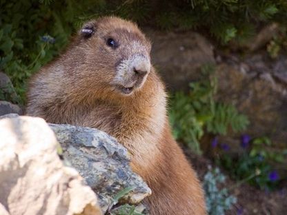 File:OlympicMarmot1 (mirrored).jpg