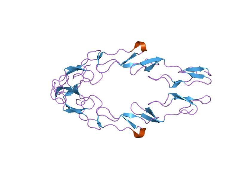 File:PDB 1ncf EBI.jpg