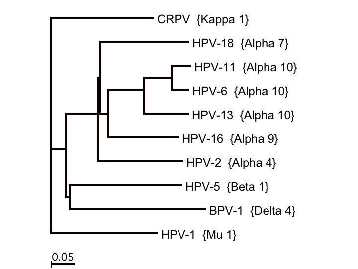 File:PapillomavirusTree3.png