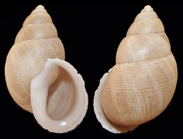 File:Scutalus mariopenai shell 2.png