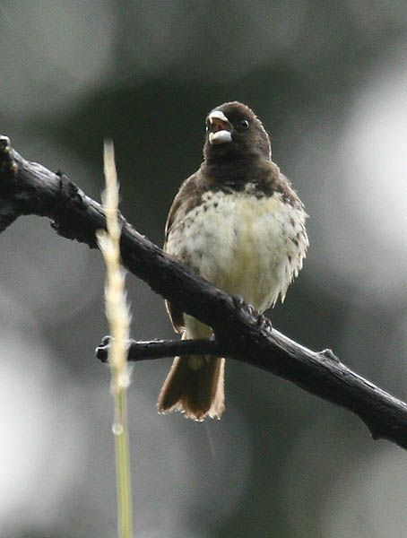 File:Sporophila nigricollis (male) -NW Ecuador.jpg