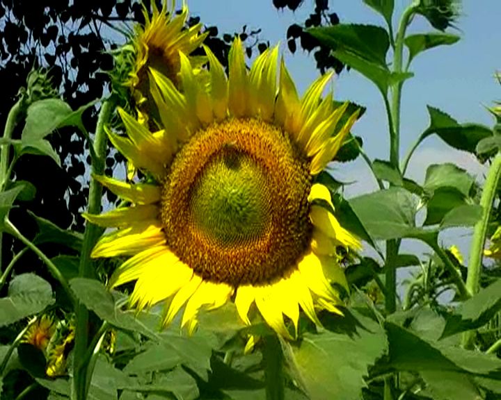 File:SunflowerNepal.jpg