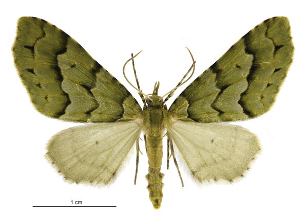 File:Tatosoma lestevata female.jpg