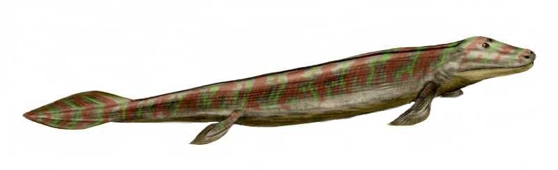 File:Tiktaalik BW white background.jpg