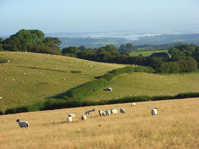 File:Toller Down - geograph.org.uk - 558588.jpg