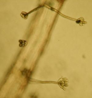 File:2009-05-09 Stachybotrys chartarum (Ehrenb.) S. Hughes 43158.jpg