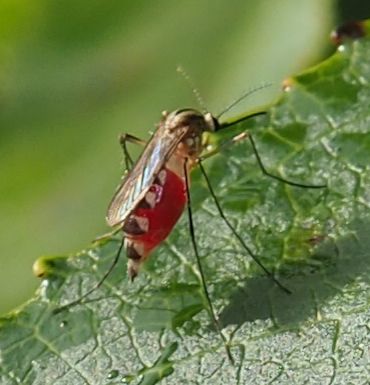 File:Aedes trivittatus.jpg