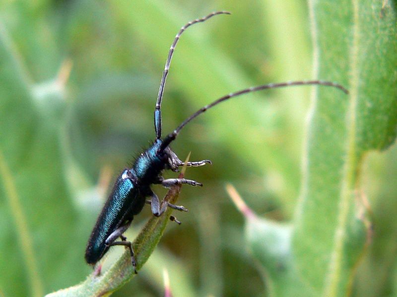 File:Agapanthiola leucaspis MDj3.jpg