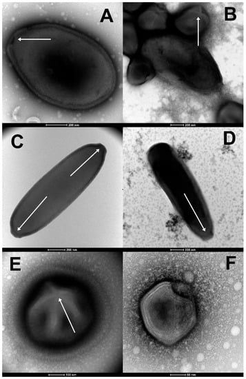 File:Alempic 2023 permafrost viruses.jpg