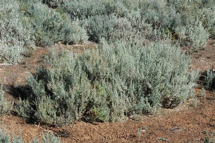 File:Atriplex vesicaria habit (larger).jpg