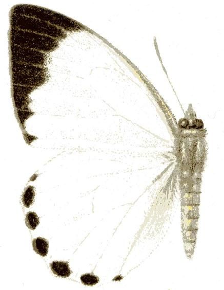 File:Belenois theuszi.JPG