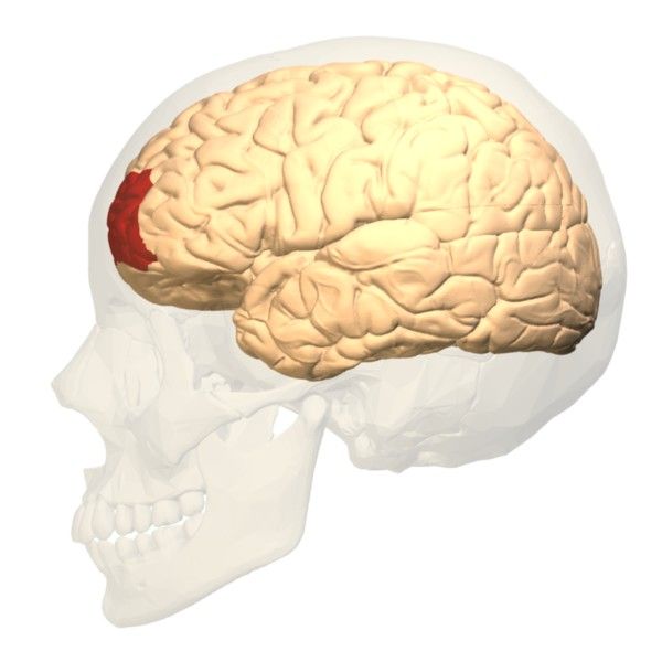 File:Brodmann area 10 lateral.jpg