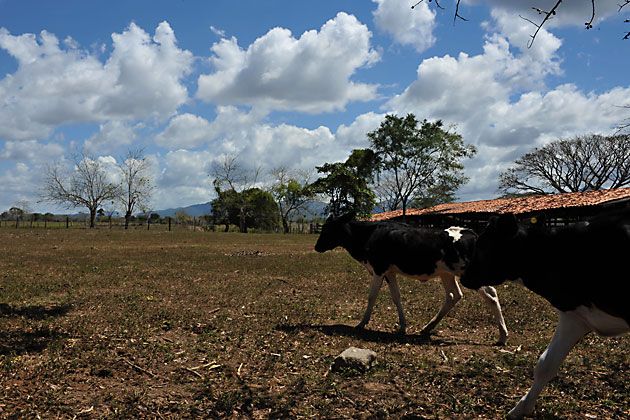 File:Cattle ranching.jpg