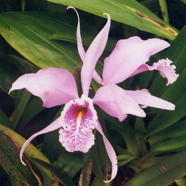 File:Cattleya maxima.jpg