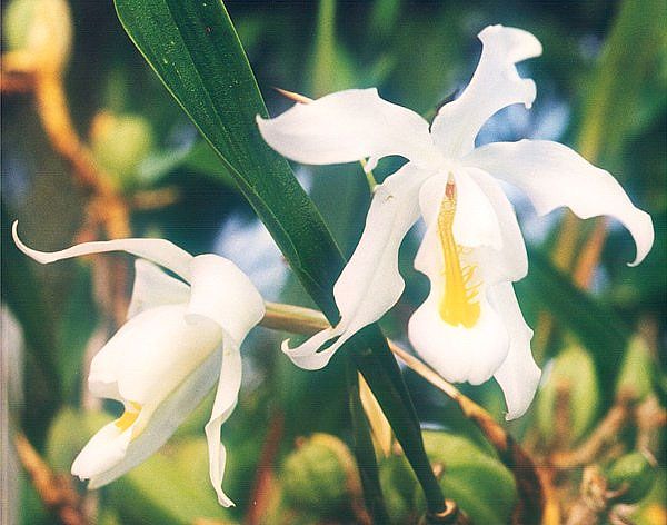 File:Coelogyne-cristata.jpg