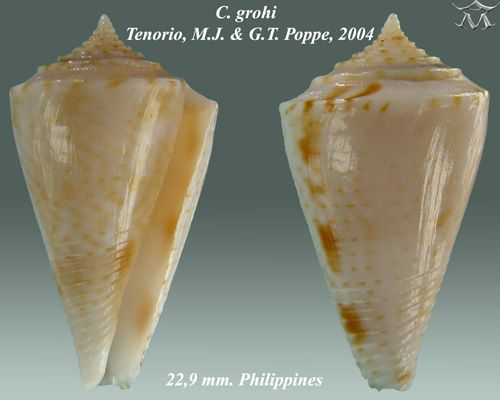 File:Conus grohi 2.jpg