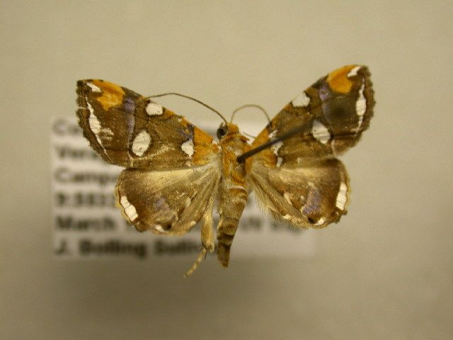 File:Eulepidotis guttata.jpg