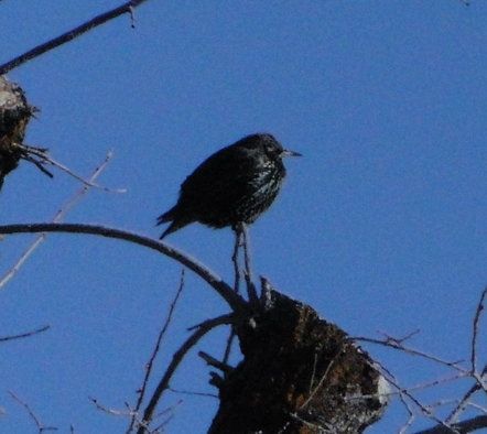 File:European Starling Klamath Falls.JPG