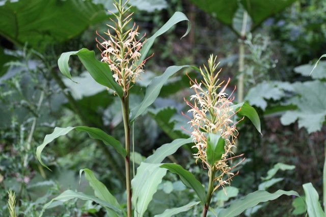 File:Hedychium au Jardin Jungle.jpg