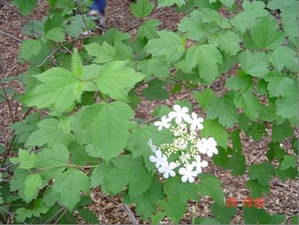 File:Highbush Cranberry.jpg