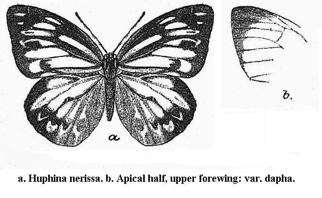 File:Huphina nerissa.jpg