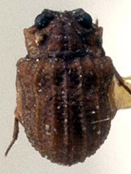 File:Lepicerus inaequalis.jpg