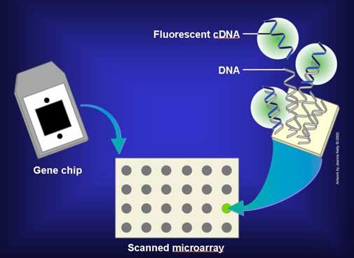 File:Microarray Comparative Genomic Hybridisation.jpg