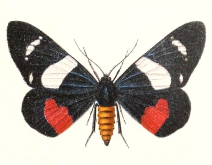 File:Milionia elegans female 1895.jpg