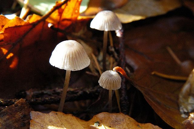 File:Mycena olida - Lindsey.jpg