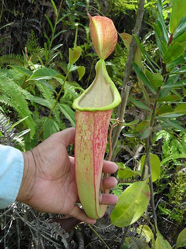 File:Nepenthes rafflesiana hybrid.jpg