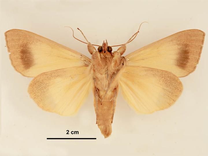 File:Ophiusa disjungens female ventral.jpg