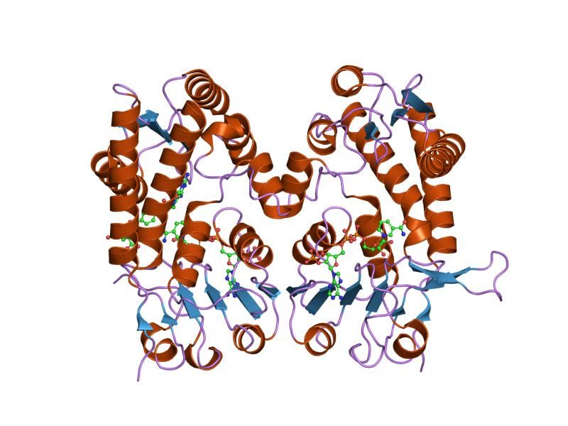 File:PDB 1dib EBI.jpg