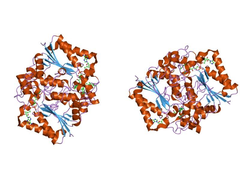 File:PDB 1dxo EBI.jpg