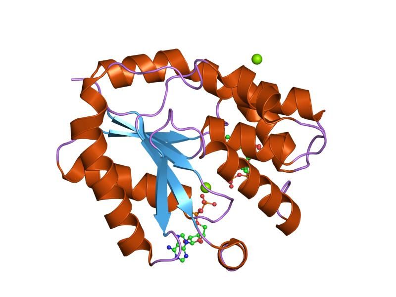 File:PDB 1e2g EBI.jpg