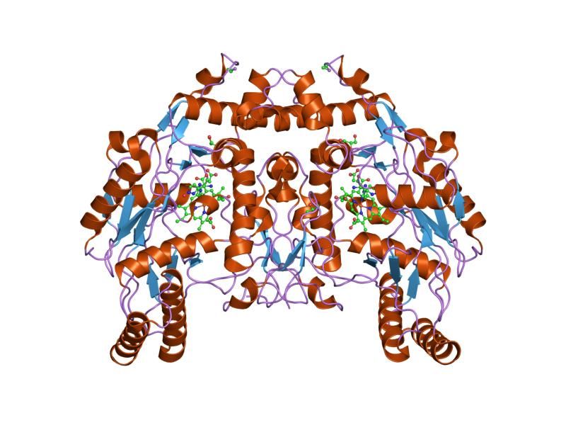 File:PDB 1ed5 EBI.jpg