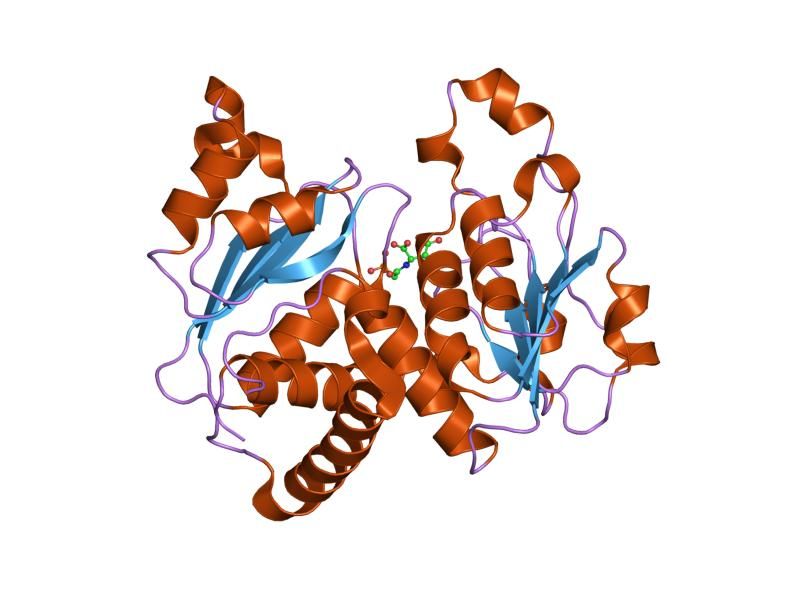 File:PDB 1ml4 EBI.jpg